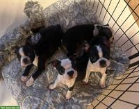 Boston Terrier Welpen suchen ein Zuhause