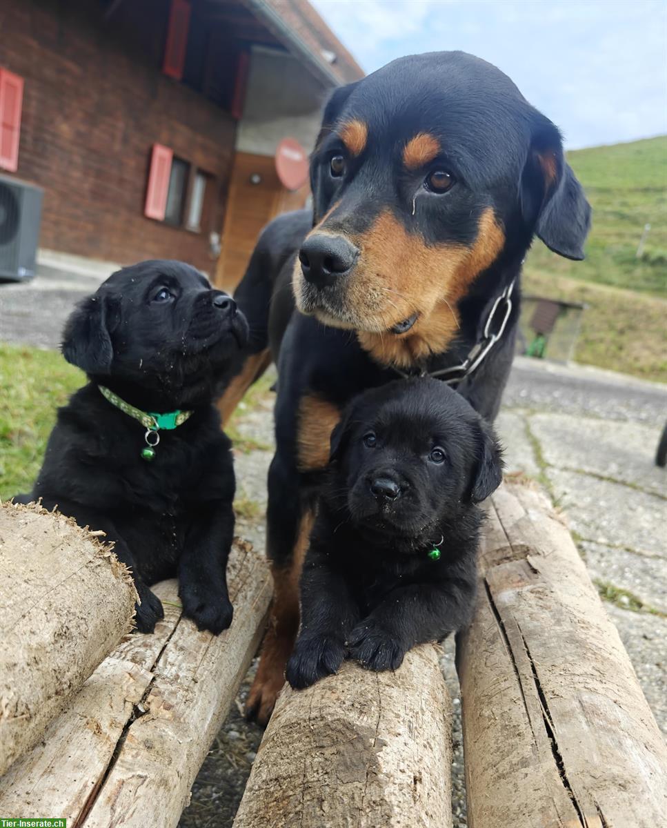 Labrador Mischlingswelpen suchen neues Zuhause