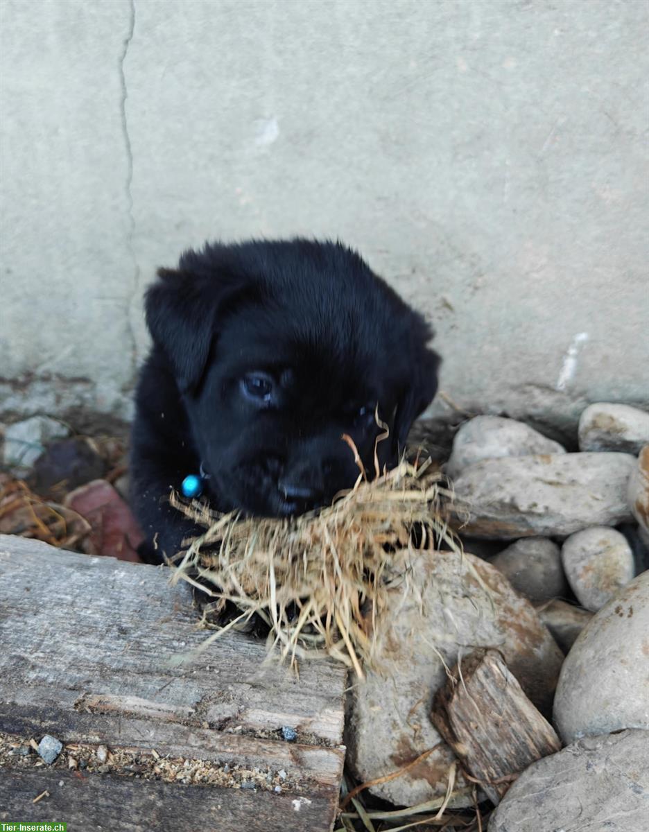 Bild 2: Labrador Mischlingswelpen suchen neues Zuhause