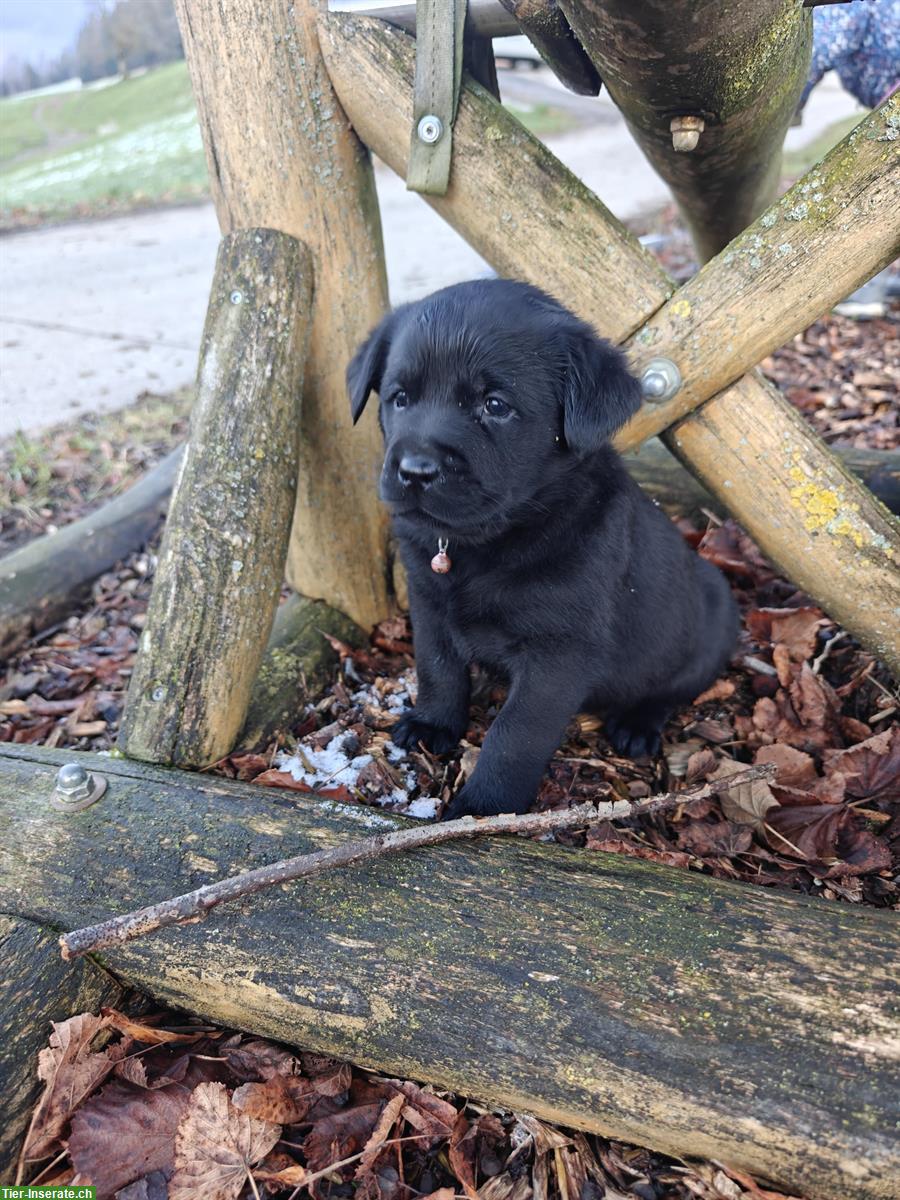 Bild 3: Labrador Mischlingswelpen suchen neues Zuhause