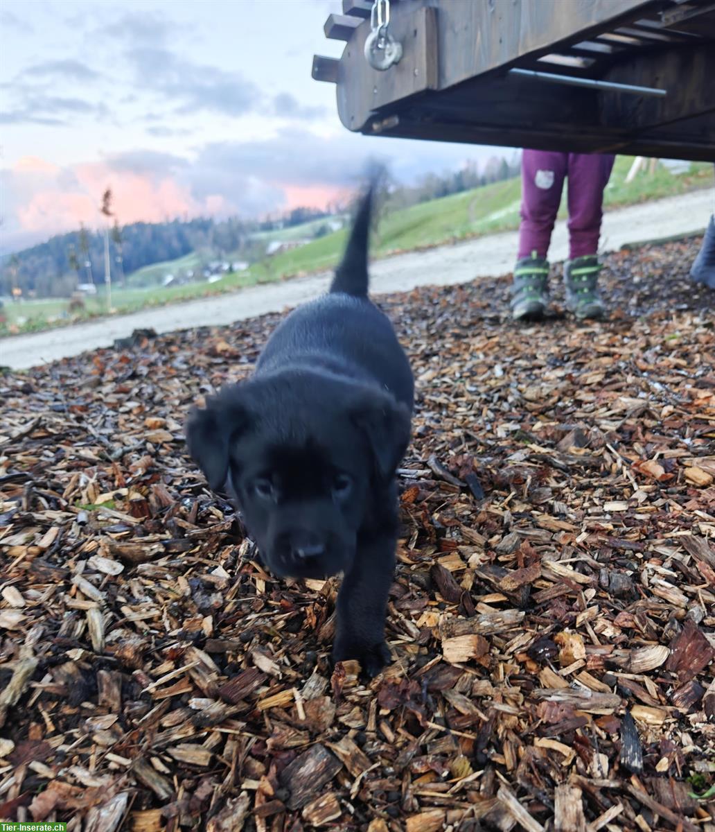 Bild 4: Labrador Mischlingswelpen suchen neues Zuhause