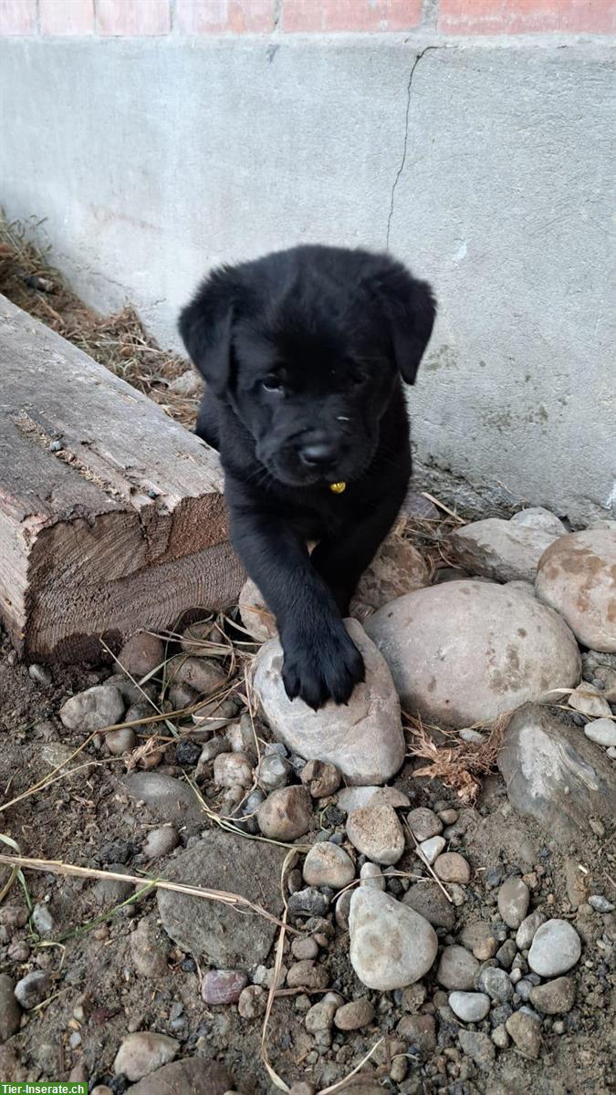 Bild 5: Labrador Mischlingswelpen suchen neues Zuhause