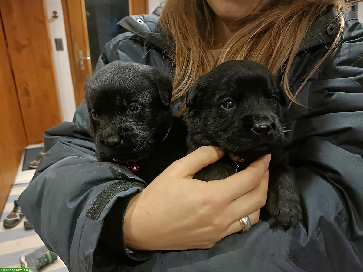 Bild 6: Labrador Mischlingswelpen suchen neues Zuhause