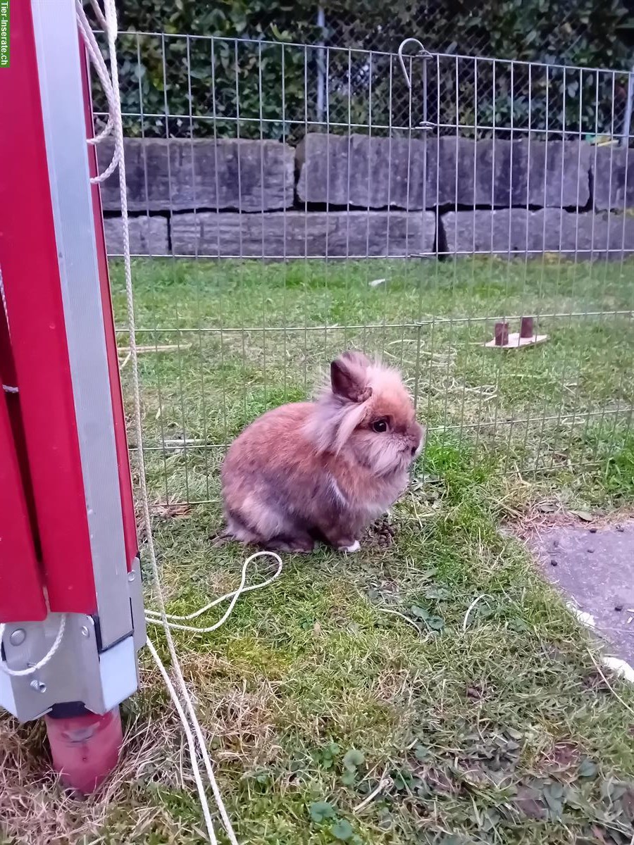 2 Löwenkopf Zwergkaninchen mit Stall abzugeben