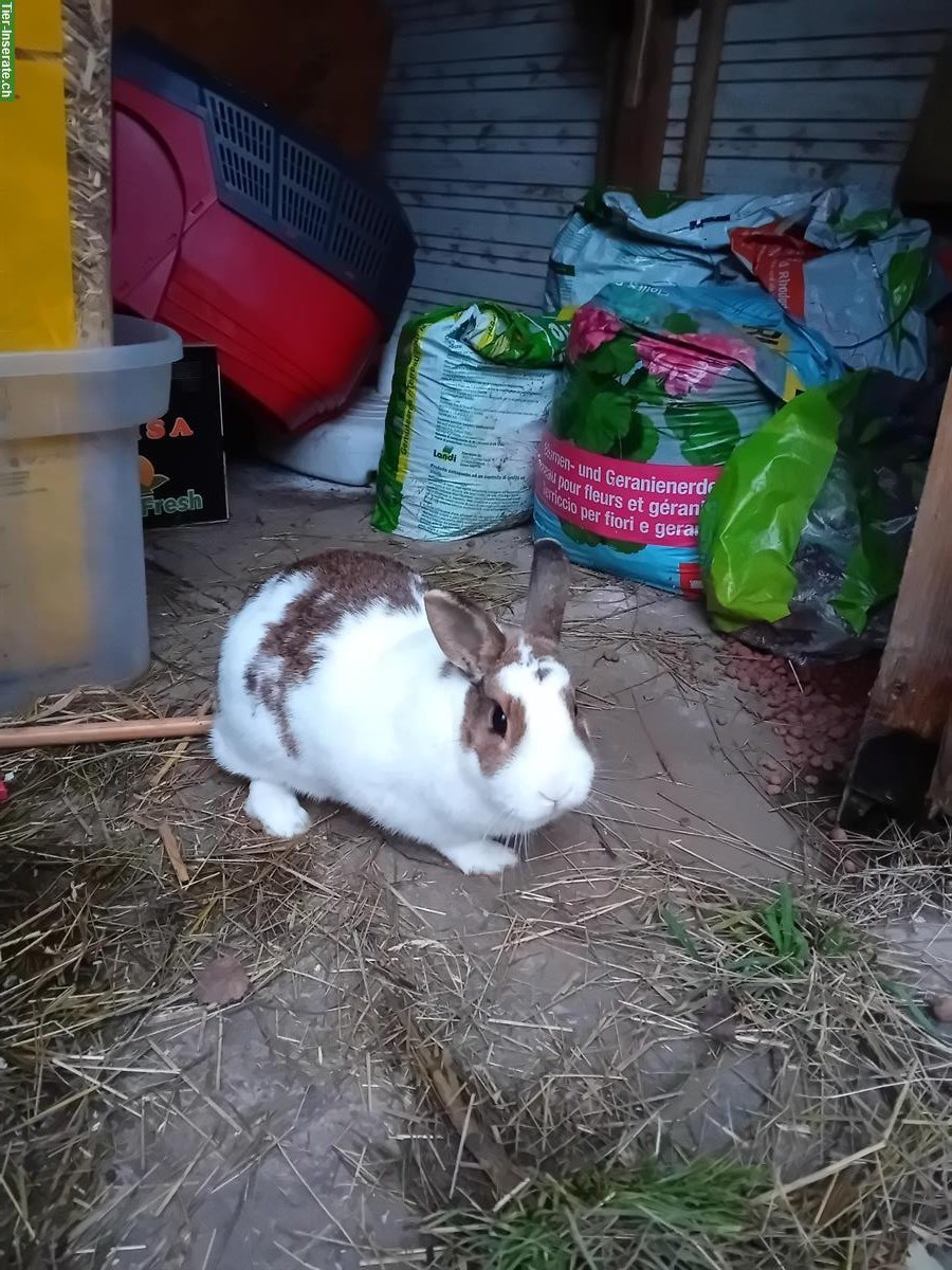 Bild 3: 2 Löwenkopf Zwergkaninchen mit Stall abzugeben