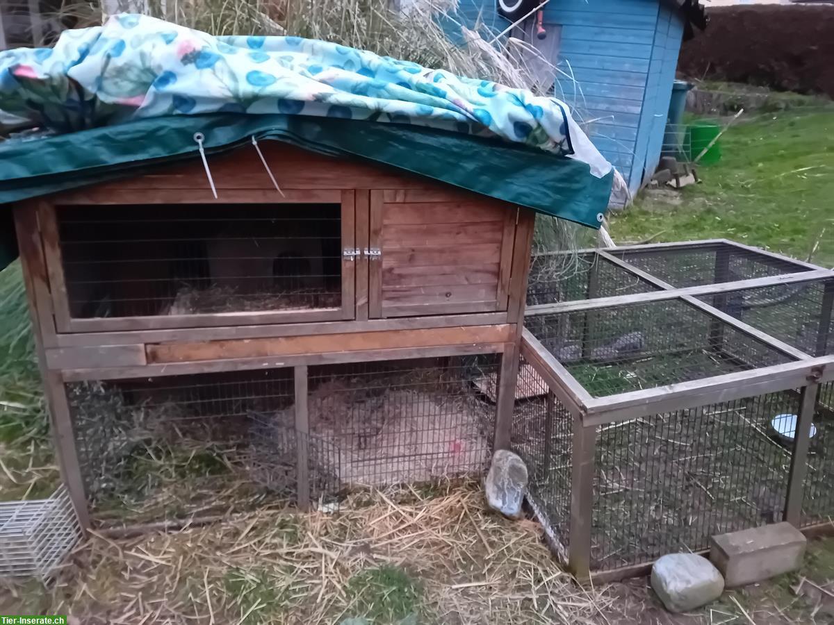 Bild 5: 2 Löwenkopf Zwergkaninchen mit Stall abzugeben