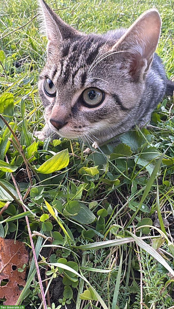 Bild 4: Europäisch Kurzhaar Kater Leo sucht ein neues Zuhause