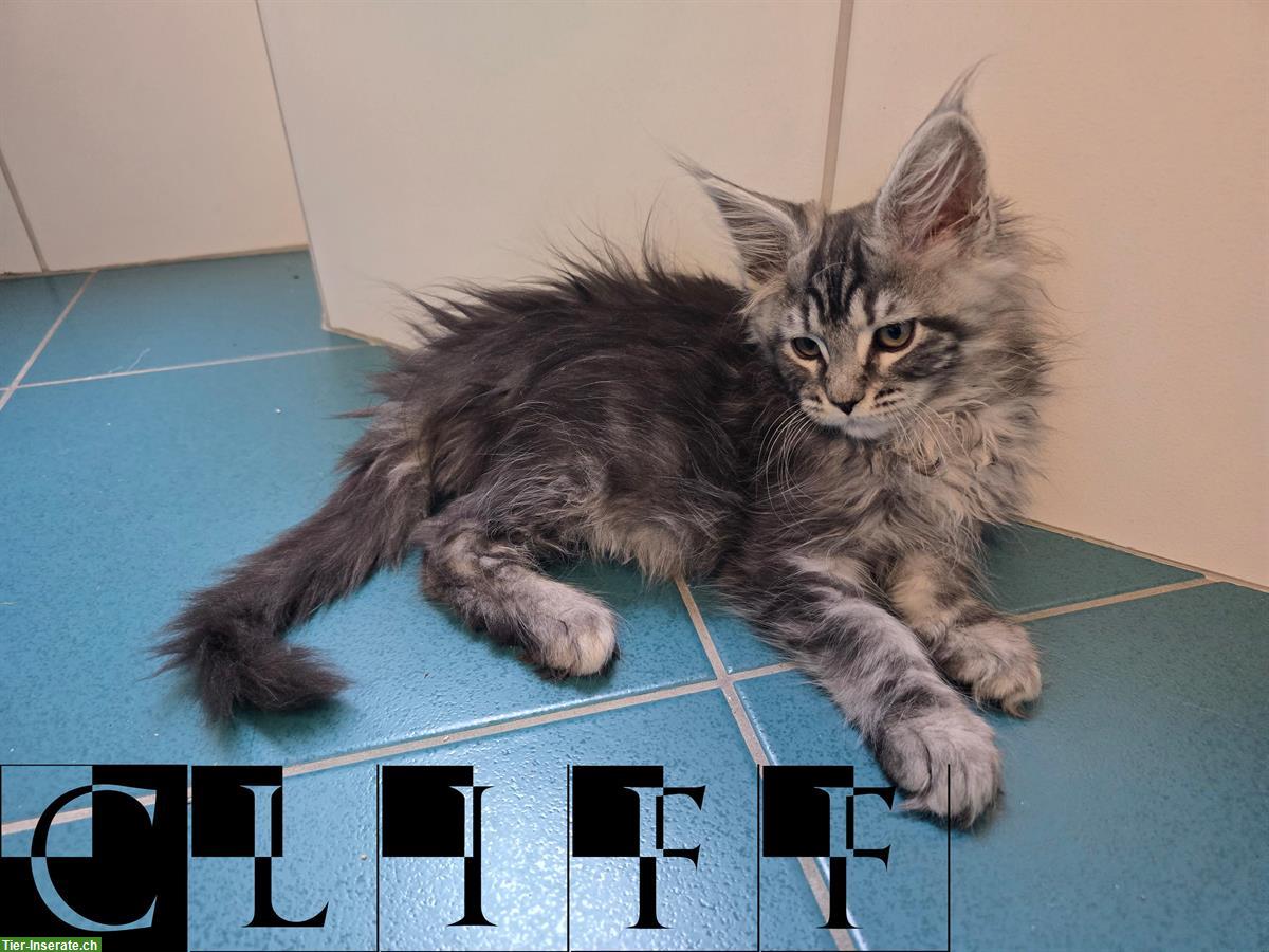 Maine Coon Kitten mit Stammbaum suchen liebes Zuhause