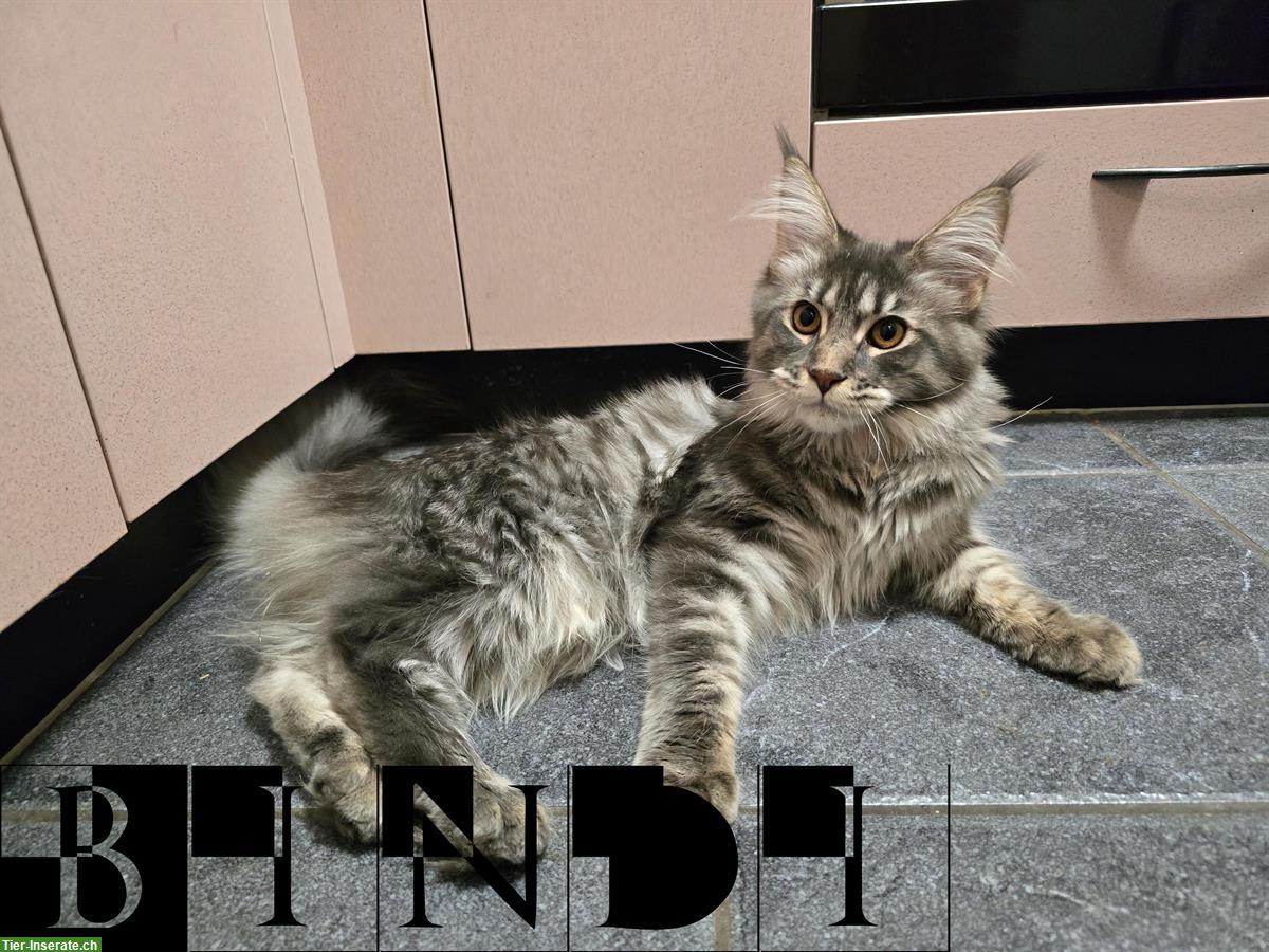 Maine Coon Katze, ½-jährig mit Stammbaum sucht Zuhause