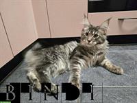 Maine Coon Katze, ½-jährig mit Stammbaum sucht Zuhause