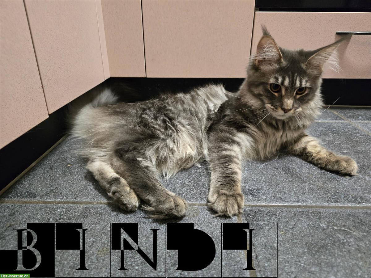 Bild 2: Maine Coon Katze, ½-jährig mit Stammbaum sucht Zuhause