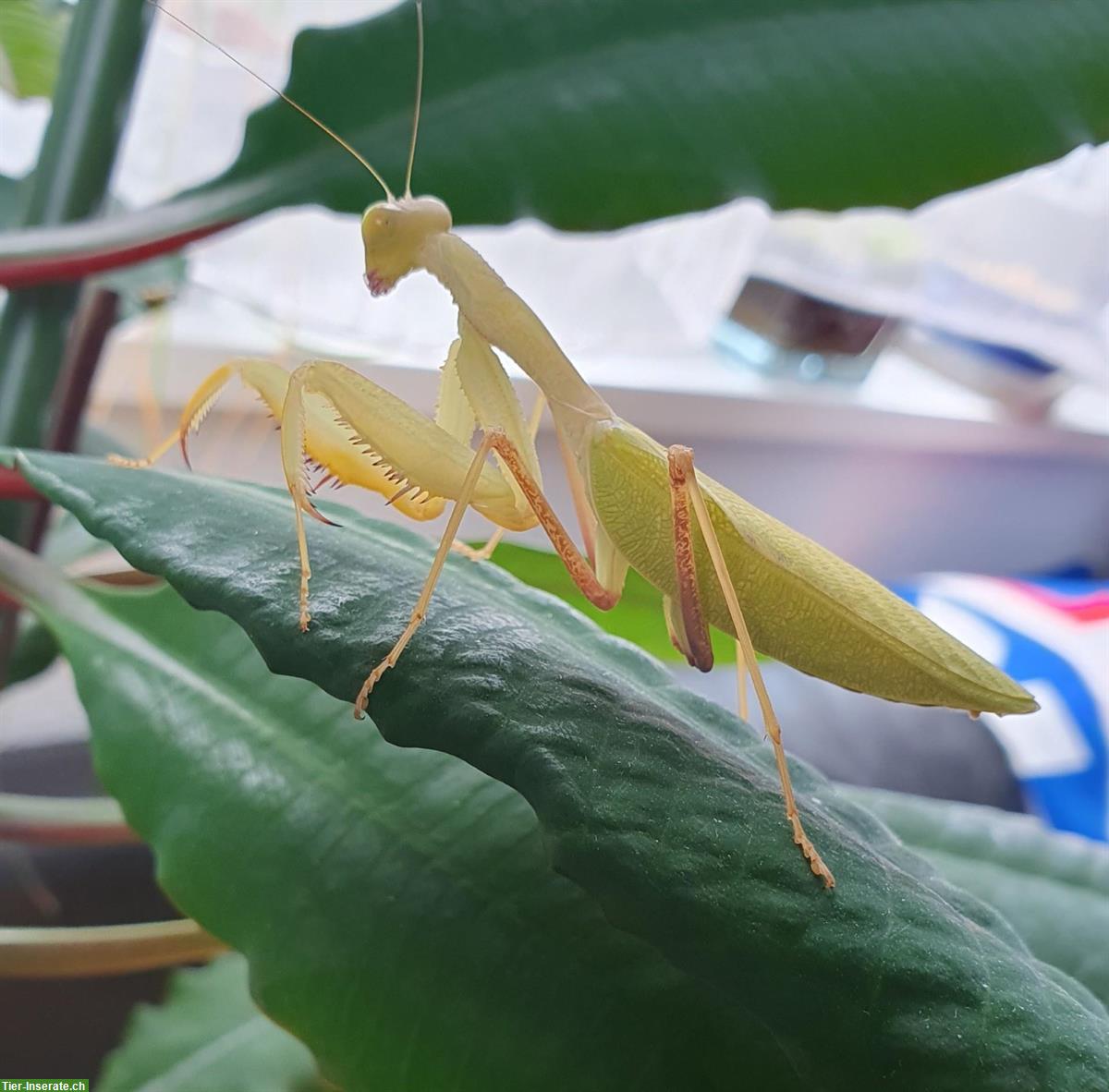 Sphodromantis lineola abzugeben, Ghana-Gottesanbeterin