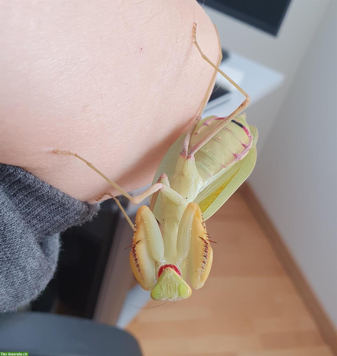 Bild 2: Sphodromantis lineola abzugeben, Ghana-Gottesanbeterin