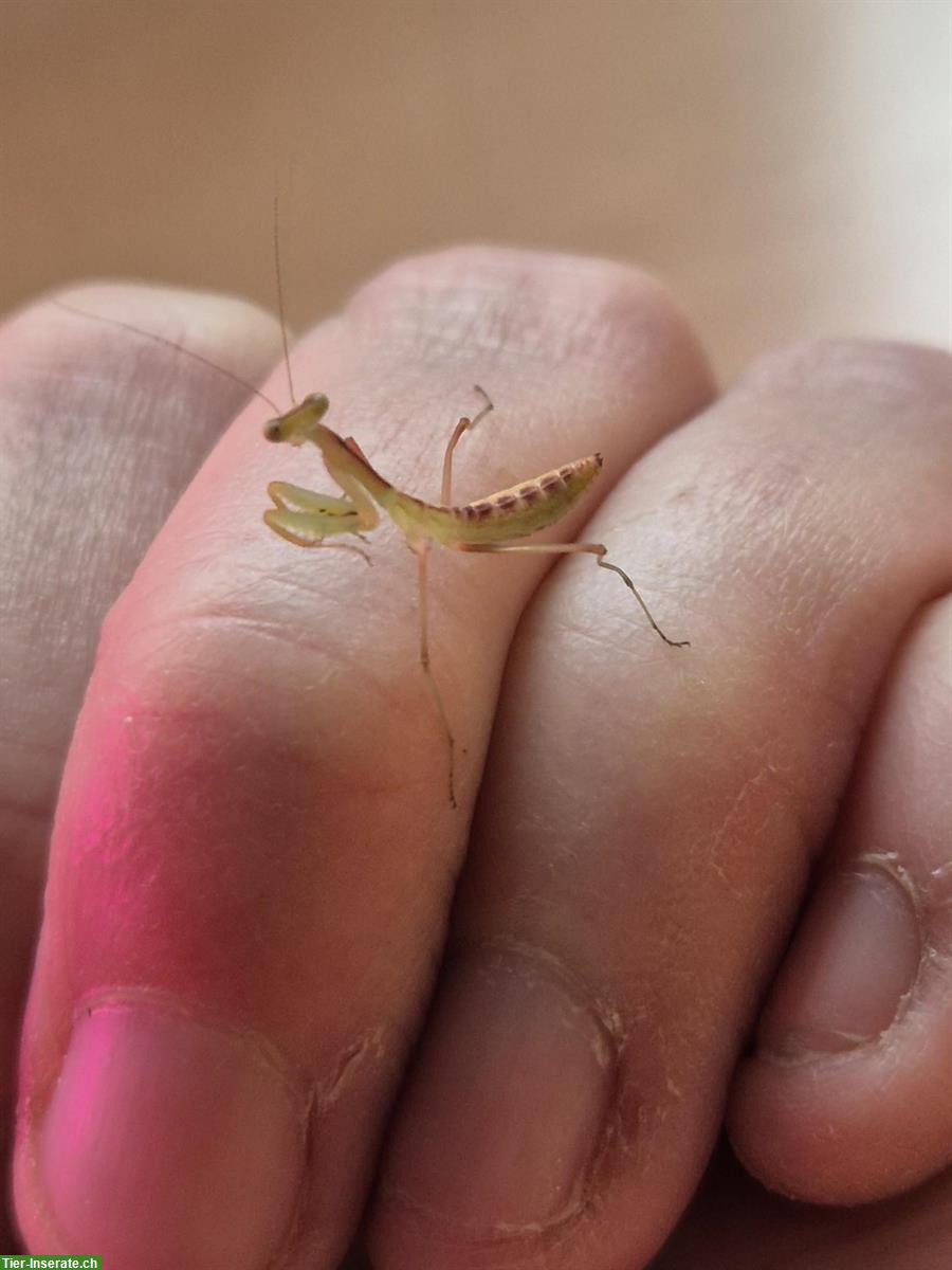 Bild 5: Sphodromantis lineola abzugeben, Ghana-Gottesanbeterin