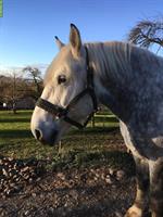 Reitbeteiligung auf Percheron Wallach, Lufingen ZH