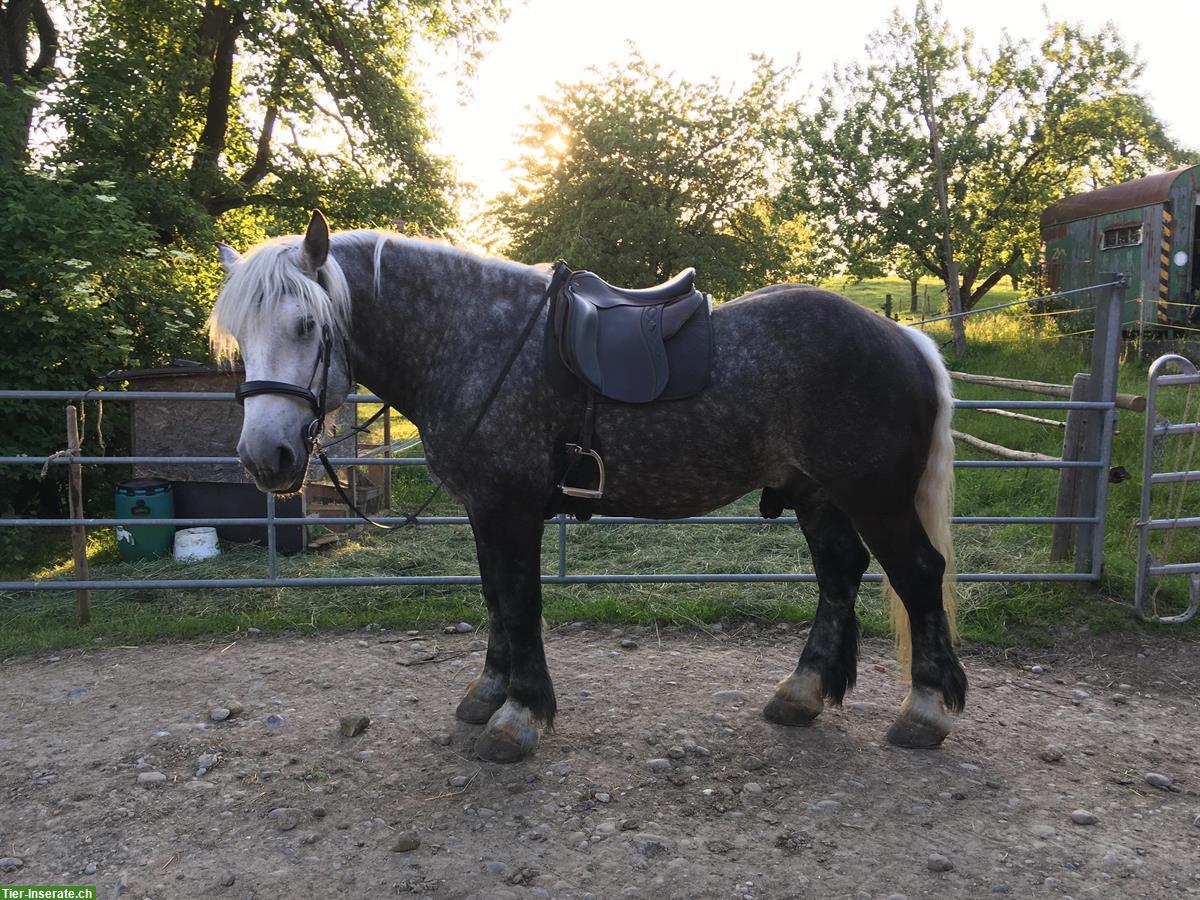 Bild 2: Reitbeteiligung auf Percheron Wallach, Lufingen ZH