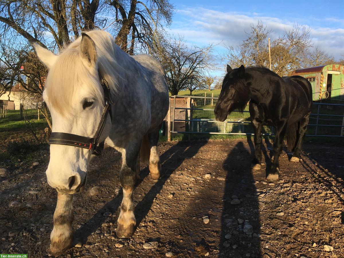 Bild 3: Reitbeteiligung auf Percheron Wallach, Lufingen ZH