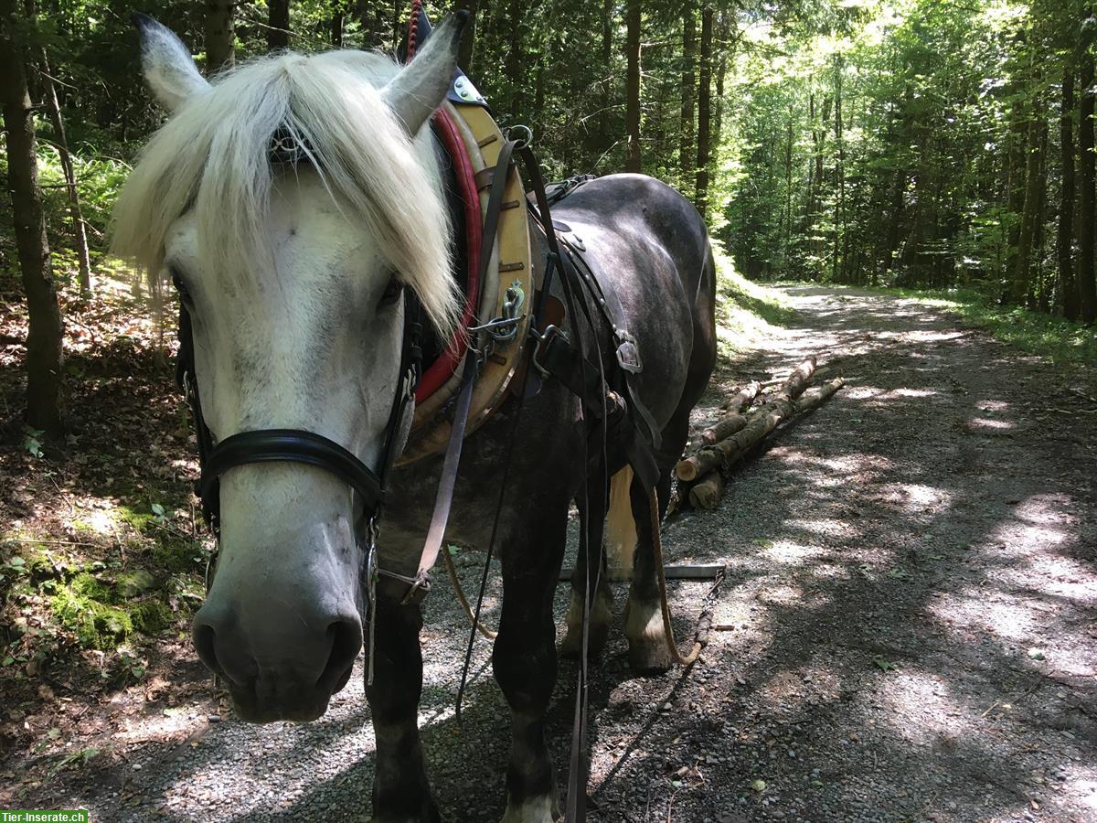 Bild 4: Reitbeteiligung auf Percheron Wallach, Lufingen ZH