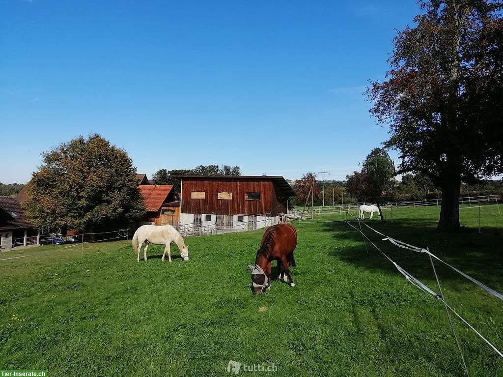 Bild 6: Helle & grosszügige Einzel-Auslaufbox für dein Pferd | Sempach LU