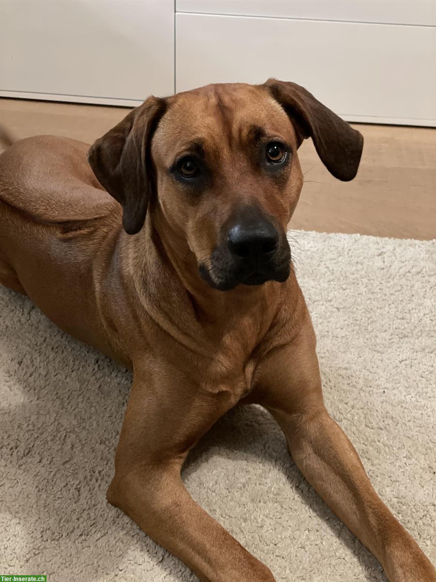 Suche Hundesitter für Rhodesian mix Hündin