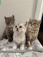 Liebevolle Whiskas BKH Kitten suchen neues Zuhause