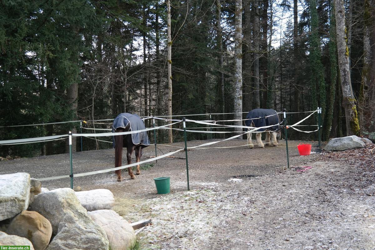 Bild 7: 2er-Gruppenstall und/oder Boxe Vollpension, Selbst- oder Teilversorger