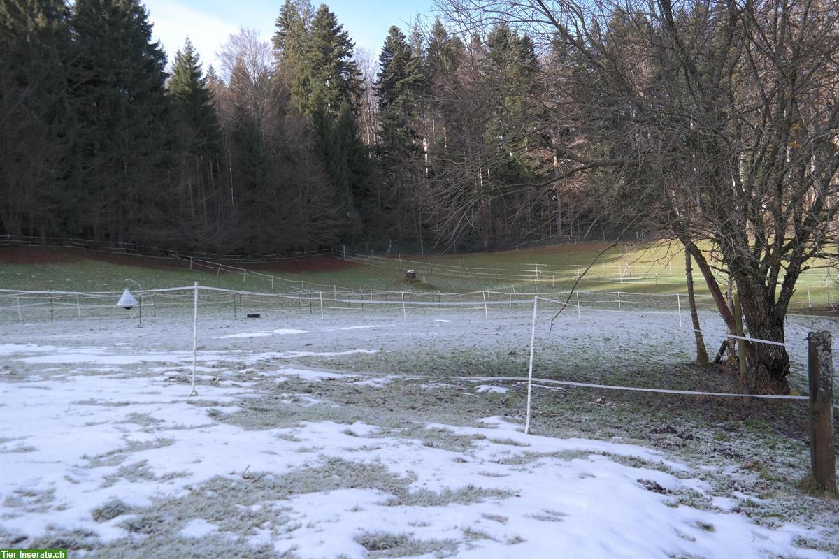 Bild 9: 2er-Gruppenstall und/oder Boxe Vollpension, Selbst- oder Teilversorger