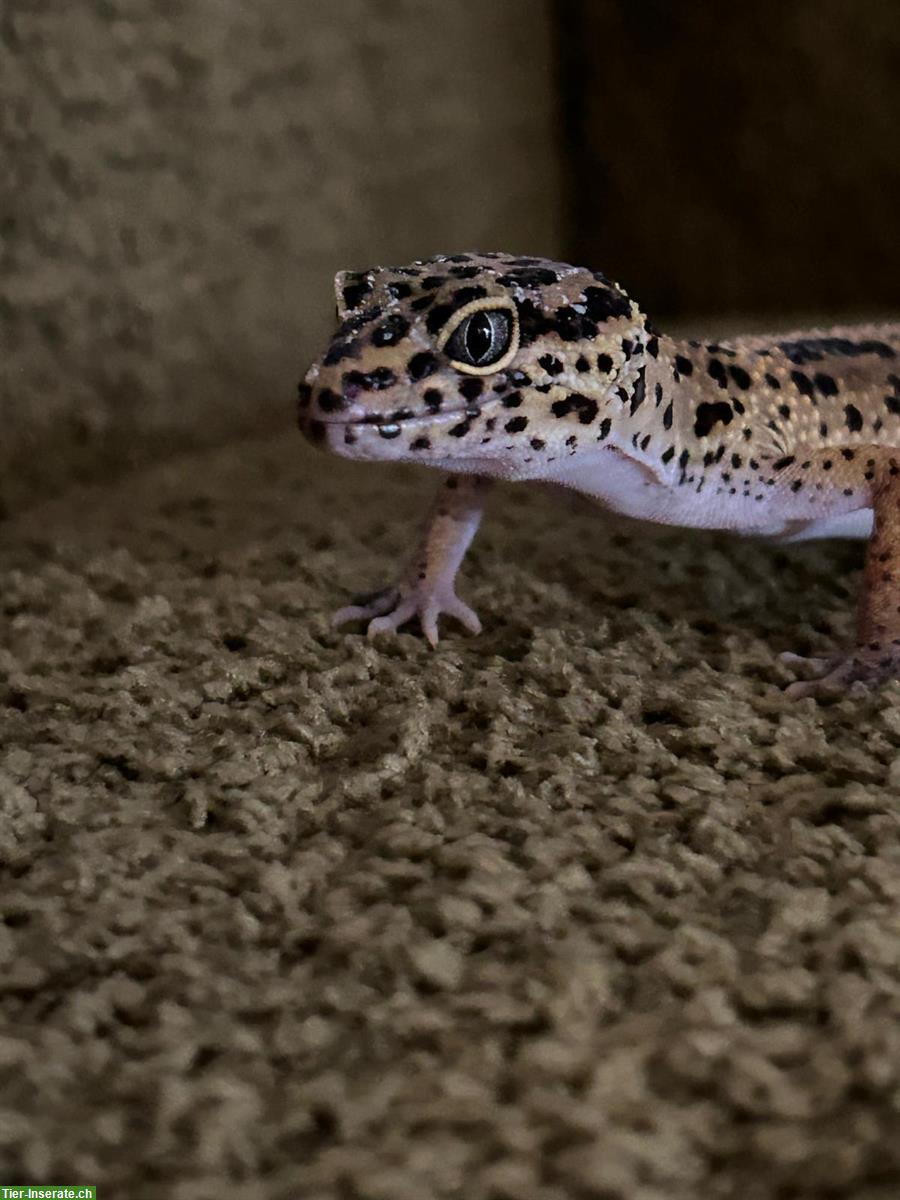 Bild 2: 2 Leopardgeckos Männchen und Weibchen