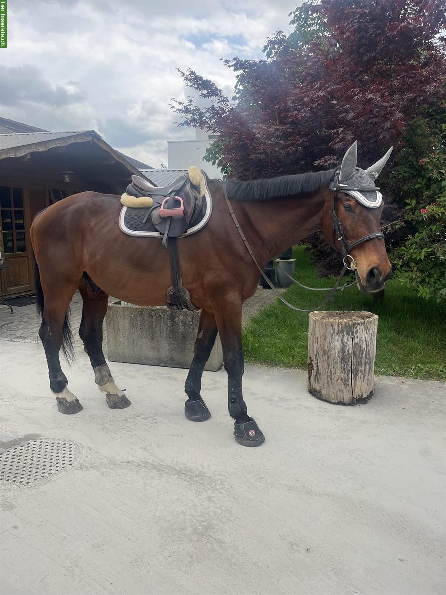 Reitbeteiligung für CH-Warmblut in Holziken AG