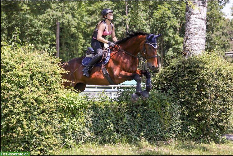 Bild 3: Reitbeteiligung für CH-Warmblut in Holziken AG