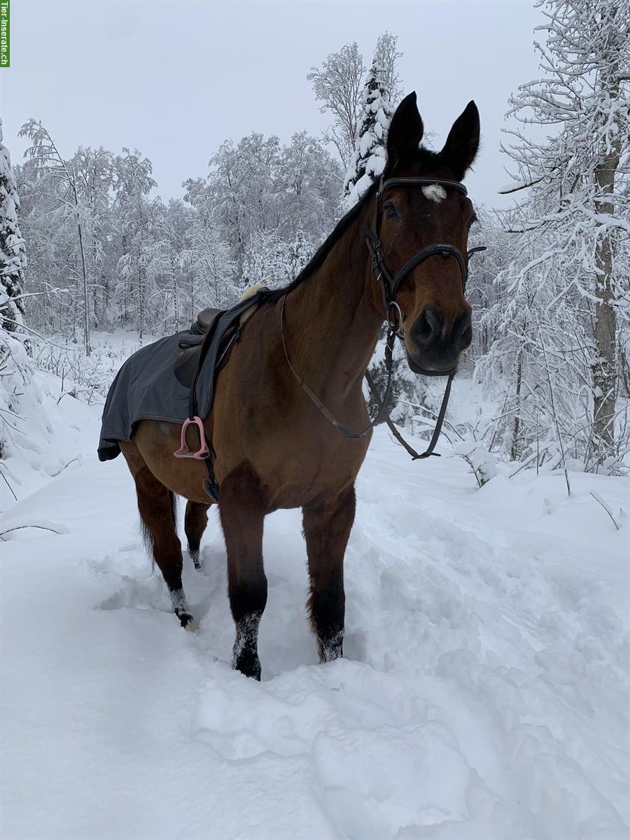 Bild 5: Reitbeteiligung für CH-Warmblut in Holziken AG