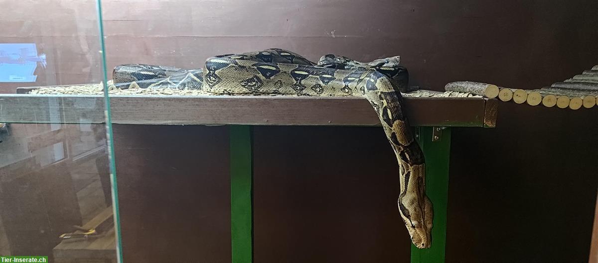 Boa constrictor Schwestern suchen ein neues Zuhause