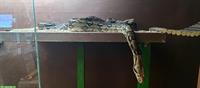 Boa constrictor Schwestern suchen ein neues Zuhause