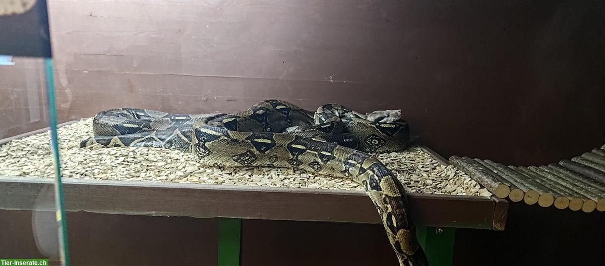 Bild 2: Boa constrictor Schwestern suchen ein neues Zuhause