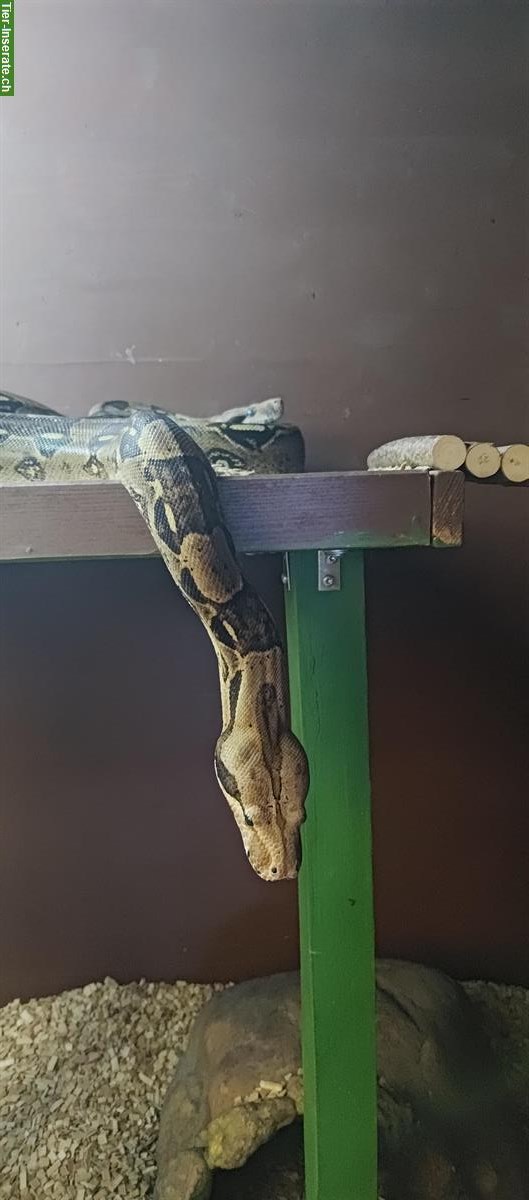 Bild 3: Boa constrictor Schwestern suchen ein neues Zuhause