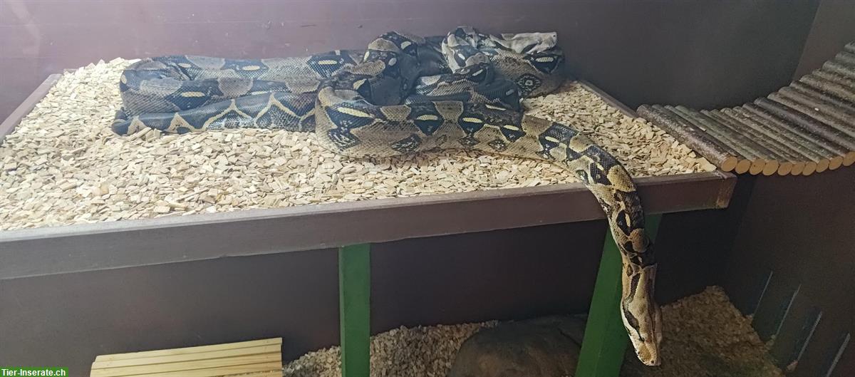 Bild 4: Boa constrictor Schwestern suchen ein neues Zuhause