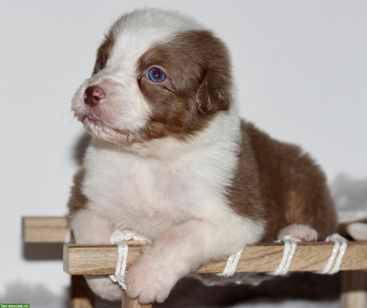 Wunderschöne Australian Shepherd Welpen