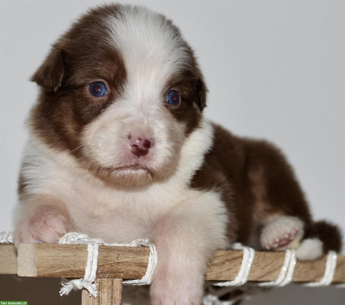 Bild 2: Wunderschöne Australian Shepherd Welpen