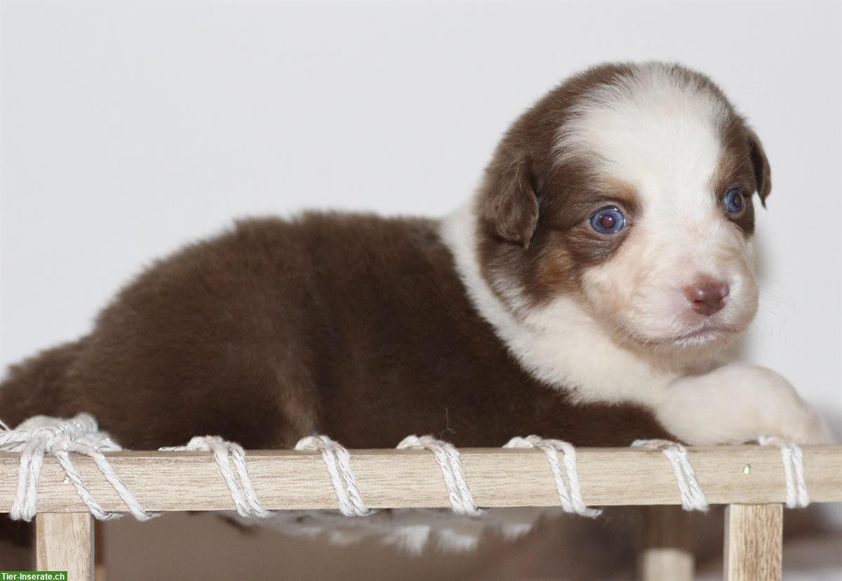 Bild 3: Wunderschöne Australian Shepherd Welpen