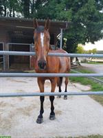 Reitbeteiligung für 15-jährigen Wallach in Möhlin AG