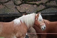 Reitbeteiligung auf sportlichem Haflinger in Bern