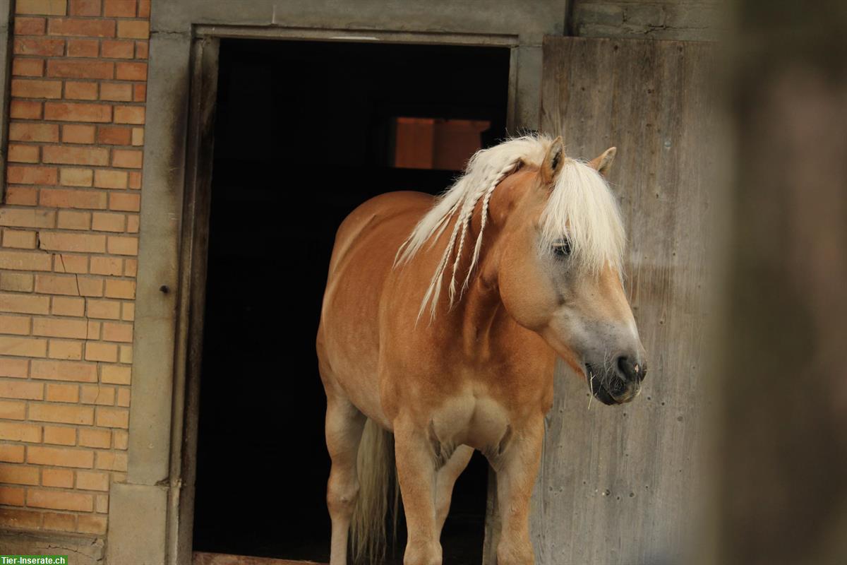 Bild 3: Reitbeteiligung auf sportlichem Haflinger in Bern