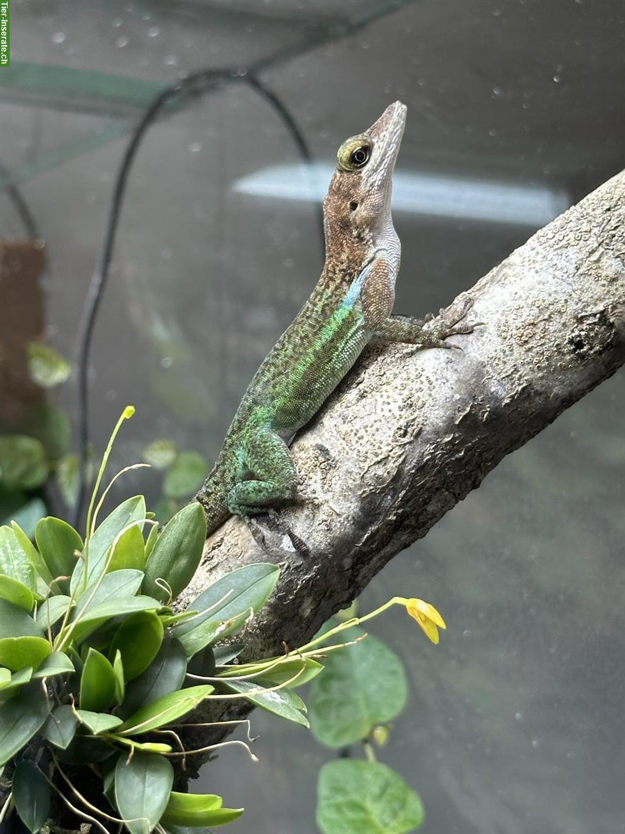 Anolis leachii Zuchtpaar zu verkaufen