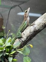 Anolis leachii Zuchtpaar zu verkaufen