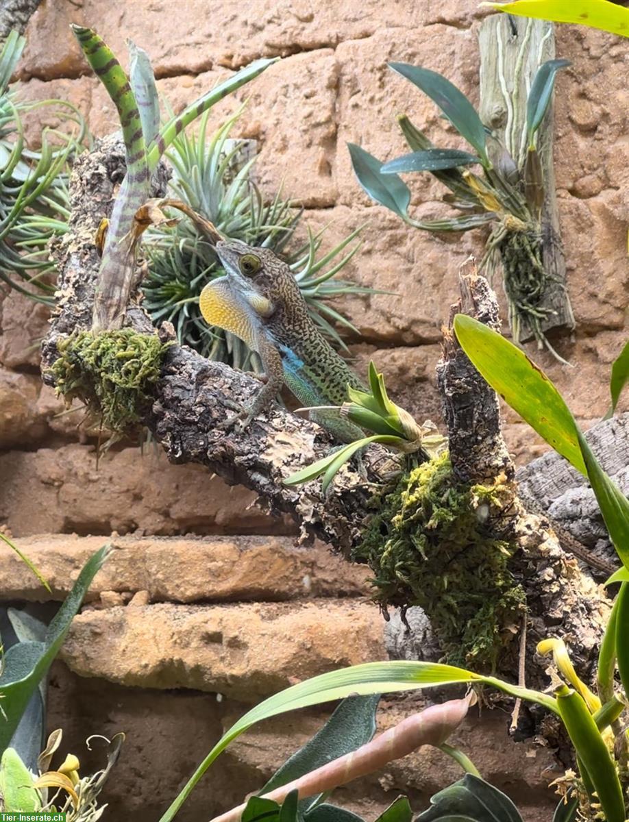 Bild 2: Anolis leachii Zuchtpaar zu verkaufen