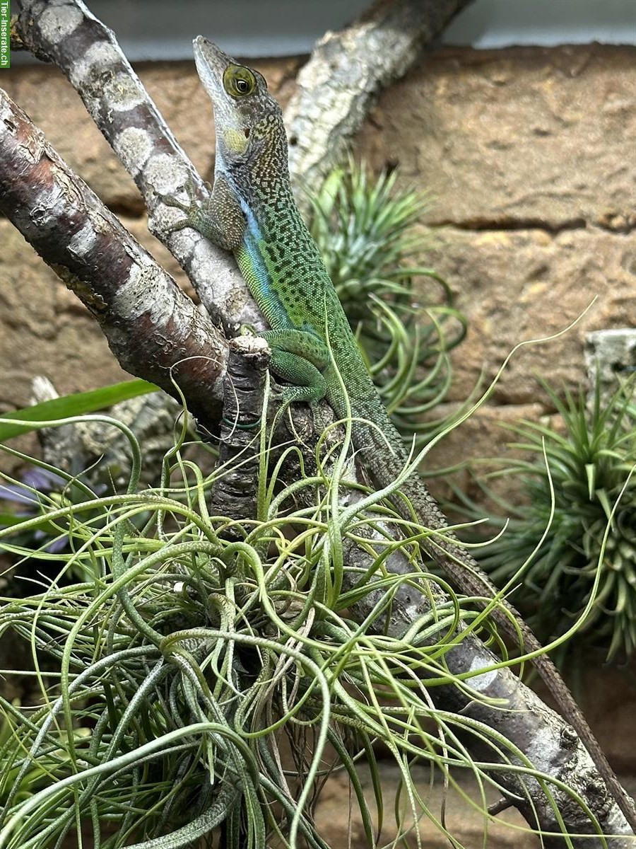 Bild 3: Anolis leachii Zuchtpaar zu verkaufen