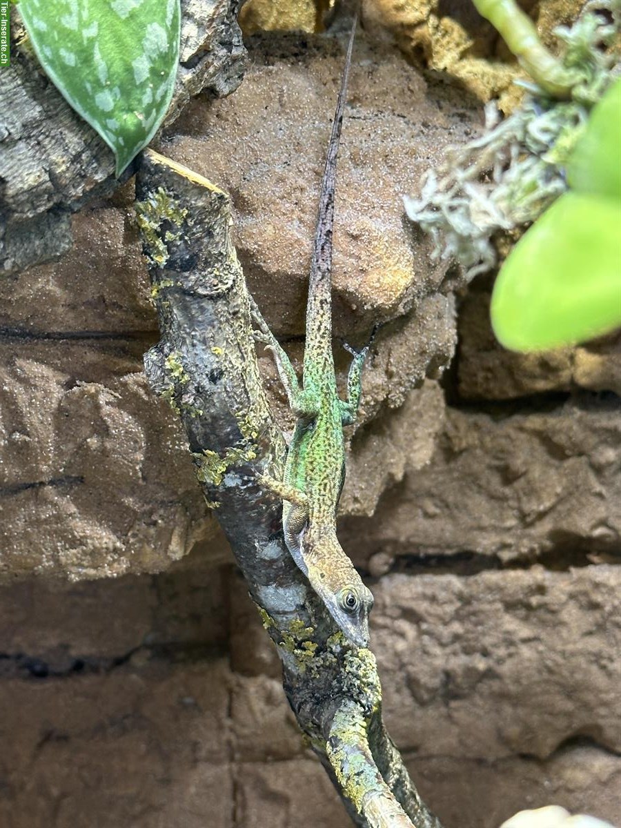 Bild 4: Anolis leachii Zuchtpaar zu verkaufen