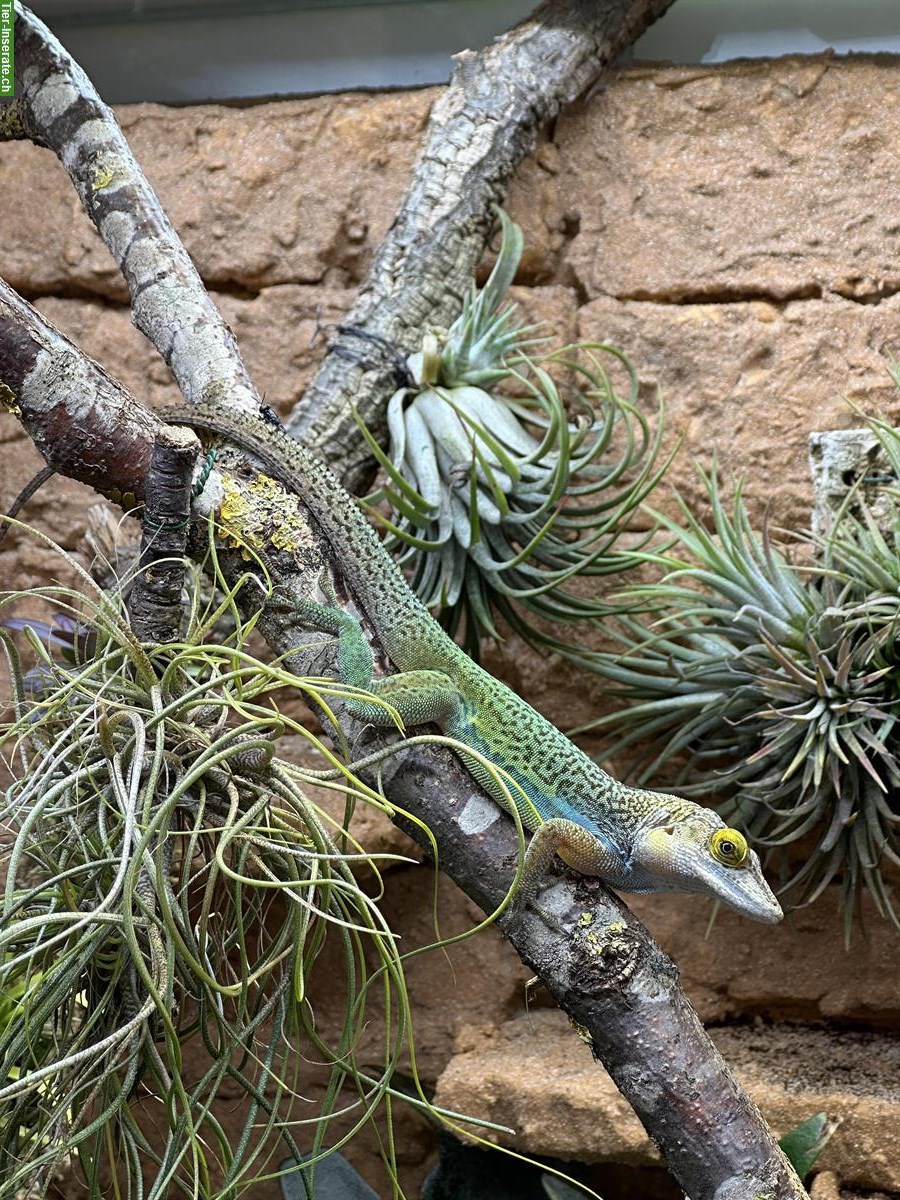 Bild 7: Anolis leachii Zuchtpaar zu verkaufen