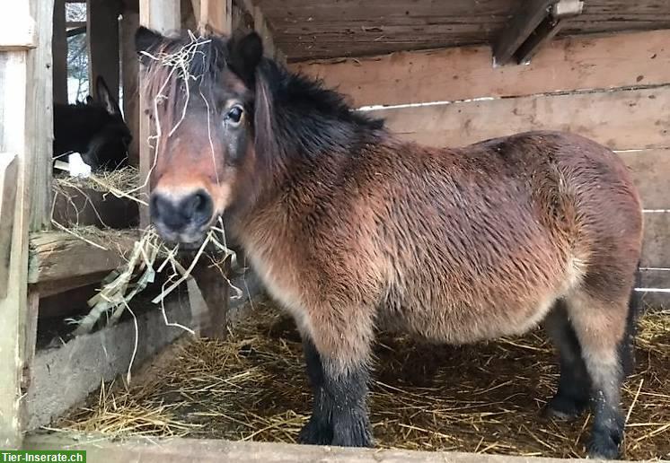 1 Shetlandpony und 1 Welsh Pony zu verkaufen