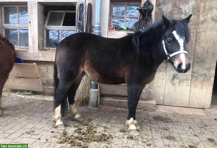 Bild 2: 1 Shetlandpony und 1 Welsh Pony zu verkaufen